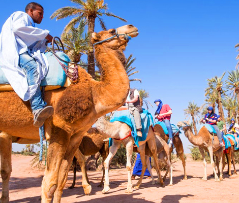 Activity Sunset Tour & Dromedary Ride at Palm Grove of marrakech