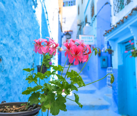 Full-Day Private Tour to Chefchaouen the blue city Trip from Fes